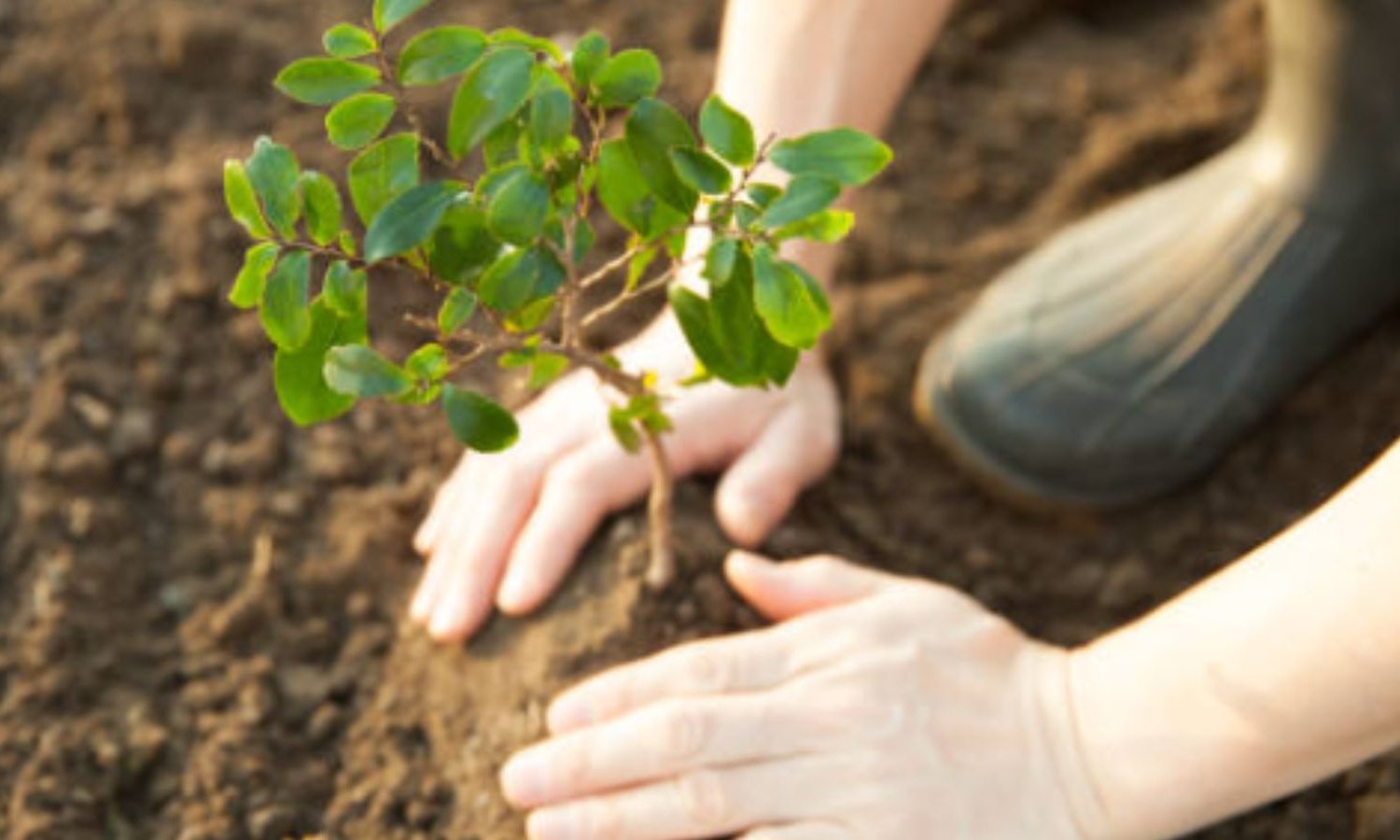 Multiservices Jardinage : Votre jardin, notre passion